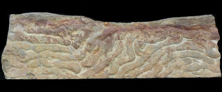 Pennsylvanian, Fossil Microbial Mat - Oklahoma #41114